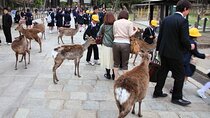 Kyoto and Nara Highlights with English speaking Driver and Guide