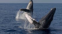 Humpback Whale Watch Tour