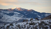 Winter in Yellowstone Wildlife Tour