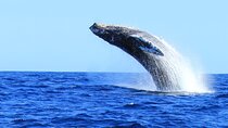 Whale Watching in Cabo San Lucas