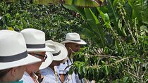 Cocora Valley Tour - Coffee Estate Tour - Salento Tour