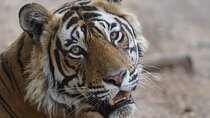 Golden Triangle Tour with Ranthambore Tiger Safari 4 Days by Car
