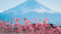 Mount Fuji and Gotemba Outlets Adventure Day Tour