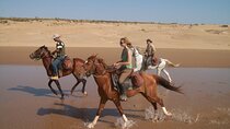 Sea & Sands One-Hour Horseback Escape in Sharm El-Sheikh