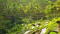 Bali: Ubud Rice terrace, water temple, and waterfall Tour