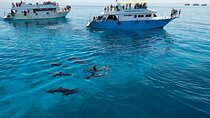 Dolphin House in Hurghada: Snorkeling, Water Sports & Lunch