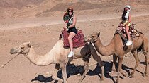 2 Hours Camel Ride in the Majestic Desert W/Transfer :Marsa Alam