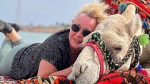 Camel Rides 1 hour in Enchanting Desert With Transfer - Hurghada