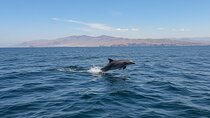 Dubai Musandam Khasab Dhow Cruise Dolphin Watching and Snorkeling