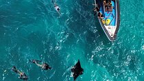 Nusa Penida Snorkeling with Manta Rays and Island Tour 