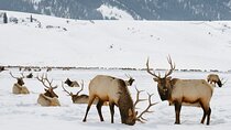 4 Hour Winter Wildlife Safari in Grand Teton National Park