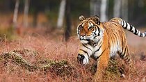 Explore Delhi Agra Ranthambore Jaipur 3 Night 4 Days