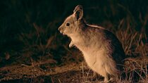 Australian Animal Night Safari