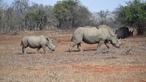 Full Day Hluhluwe Game Reserve Safari from Durban