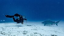 Bull Shark Dive in Playa del Carmen – Dive Machine Experience