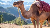 Marrakech: Private Atlas Mountains Day Trip w Camel Ride