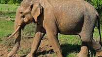 Yala National Park Half & Full Day Safari Tour By Nehansa Tours