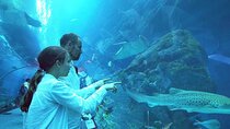 Montjuic Cable Car and Barcelona Aquarium Tickets