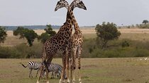Nairobi City Tour and Giraffe Center Tour