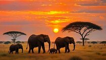3 Day Amboseli Group Safari