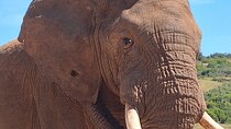 Addo Elephant National Park Day Tour with Safari and Snacks
