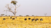 Private Guided 9 Day Tour to Africa with Meals and Accommodation