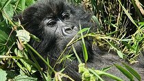 Rwanda 3 Day Private Gorilla and golden monkey trekking 