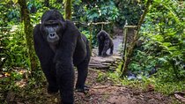 3 Day Gorilla Trekking and Lake Bunyonyi Adventure