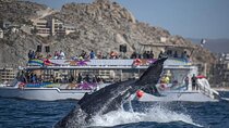 World Class Whale Watching with Breakfast & Open Bar
