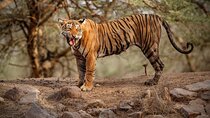 Ranthambore Tiger Safari : Wilderness Experience India