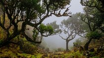 Levada do Rei PR18 Scenic Hike in Madeira with Transfer Service