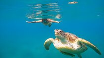 From Marsa Alam: Marsa Mubarak Snorkeling : Sea Turtles & Dugong