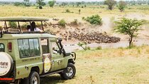 10-Day Migration Trails of the Serengeti Safari
