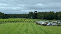McLaren Vale Tour- Cruise Ship Pickups