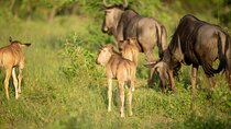 6 Days Calving Season Safari – Private Ndutu Migration Experience