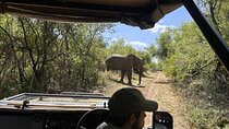 Johannesburg to Dinokeng Big Five Safari Adventure