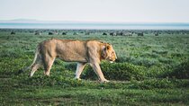 3 Day - Ndutu Great Calving Migration Season