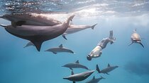 Marsa Alam Dolphin House Full Day Boat Trip Snorkeling Lunch