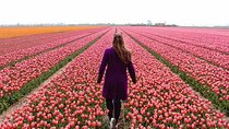 Amsterdam Private Tour to Keukenhof, Tulip Fields and Windmills