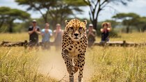 Ann Van Dyk Cheetah Centre Tour from Johannesburg or Pretoria
