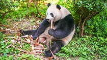 Chengdu Full-Day Tour Pandas, Teahouse and Tuktuk Food Tour