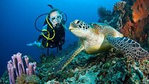 Dubai Jumeirah Scuba Dive Guided Underwater Adventure