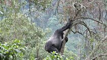 8 Days Gorilla Chimpanzee Trekking Wildlife and Lake Bunyonyi