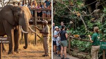Elephant & Monkey Sanctuary Tour from Johannesburg