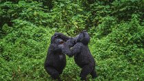 2 Day Rwanda Gorilla and Golden Monkey Trekking safari