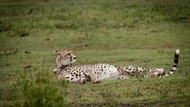 4-Day Pristine Tanzania Safari