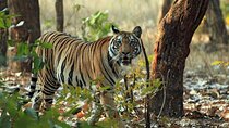 Ranthambore Day Trip from Jaipur with Jeep / Canter Safari