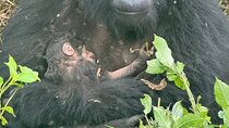 3 Days Gorilla trekking, Equator and Community Tour