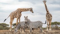 6 Days 5 Nights Masai Mara Lake Nakuru and Amboseli Budget Safari