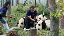 Chengdu: Volunteer Day Experience at Dujiangyan Panda base